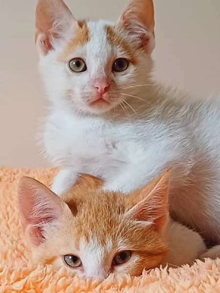2micini rossi e bianchi 2mesi ROMA