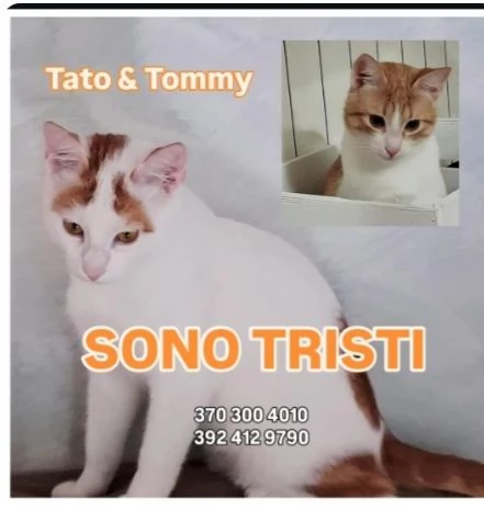 2micini rossi e bianchi 6mesi ROMA SOS | Foto 2