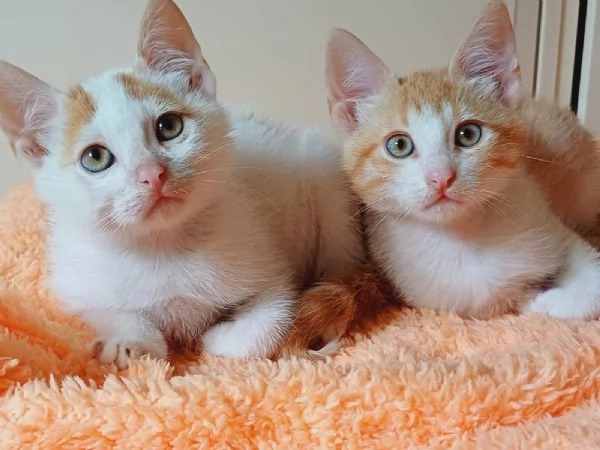 2micini rossi e bianchi 2mesi ROMA | Foto 2