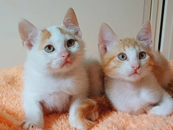 2micini rossi e bianchi 2mesi ROMA | Foto 0