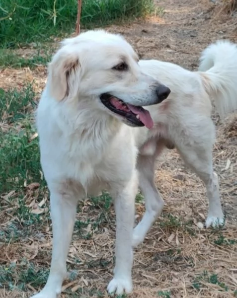 Raul 4anni splendido si separano e torna in  canile SARDEGNA | Foto 0