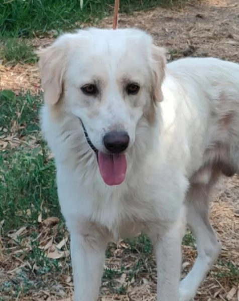 Raul 4anni splendido si separano e torna in  canile SARDEGNA