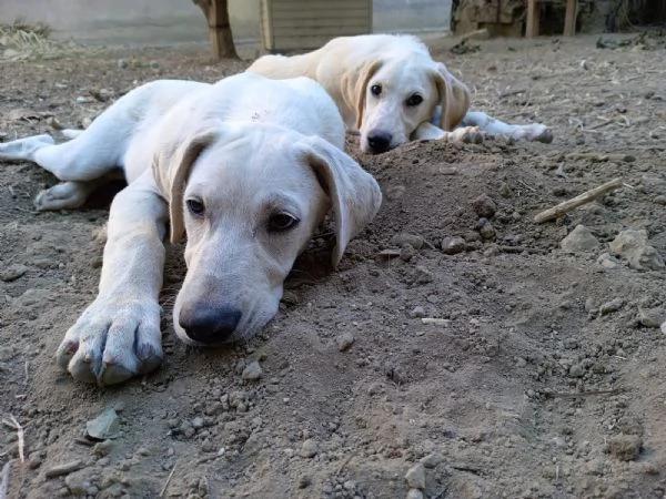 Fratellosorella mix Labrador 5mesi e 12 SICILIA | Foto 3