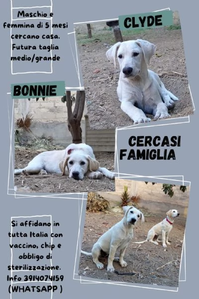 Fratellosorella mix Labrador 5mesi e 12 SICILIA | Foto 2