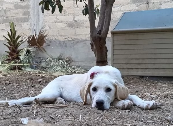 Fratellosorella mix Labrador 5mesi e 12 SICILIA | Foto 1