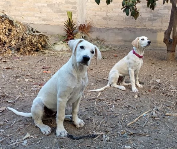 Fratellosorella mix Labrador 5mesi e 12 SICILIA | Foto 0