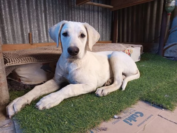 Fratellosorella mix Labrador 5mesi e 12 SICILIA