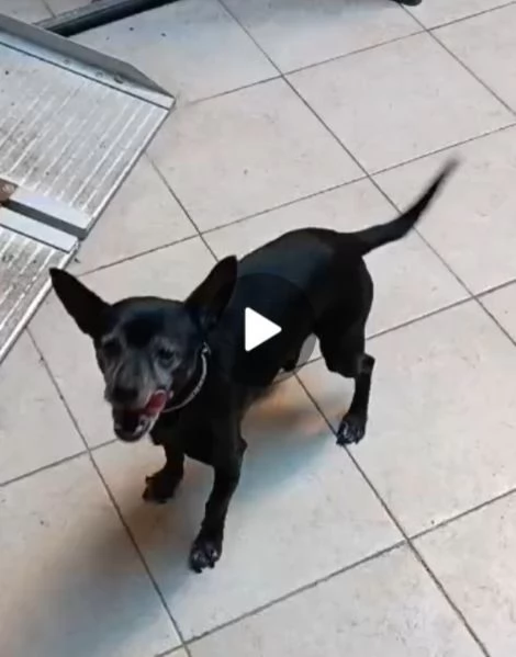Piccolo cagnolino nero 14anni padrone deceduto Sardegns | Foto 5