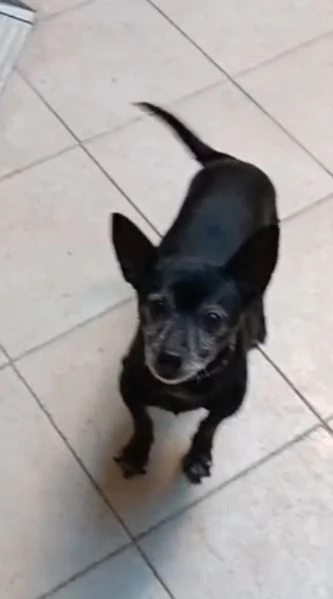 Piccolo cagnolino nero 14anni padrone deceduto Sardegns | Foto 3