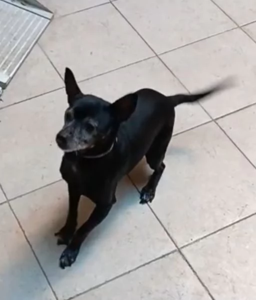 Piccolo cagnolino nero 14anni padrone deceduto Sardegns | Foto 1