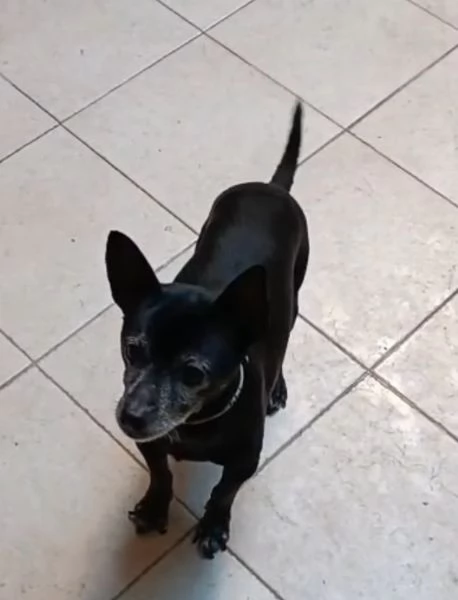 Piccolo cagnolino nero 14anni padrone deceduto Sardegns