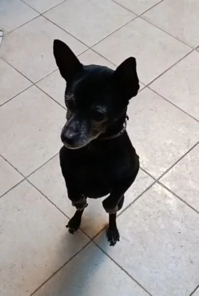Piccolo cagnolino nero 14anni padrone deceduto Sardegns | Foto 0