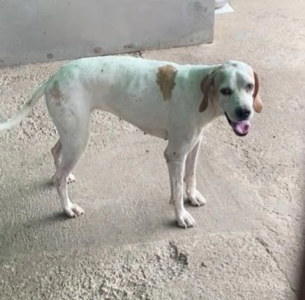 Pointer 5anni PADRONE DECEDUTOURGENTE MILANO