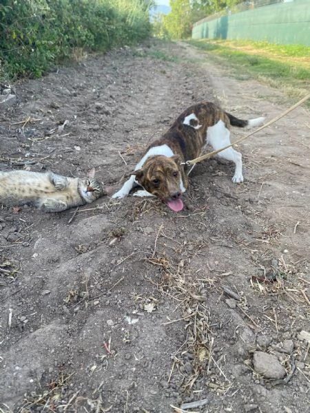 2cagnolini 1anno e 12 tg piccola SOS SARDEGNA | Foto 3