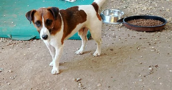 2cagnolini 1anno e 12 tg piccola SOS SARDEGNA | Foto 2