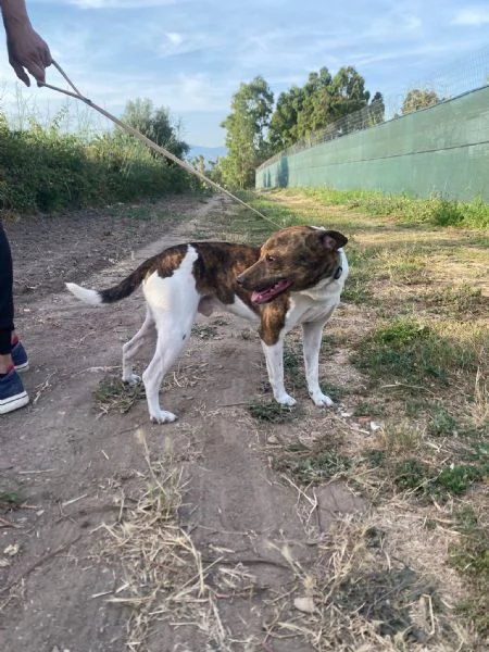 2cagnolini 1anno e 12 tg piccola SOS SARDEGNA | Foto 1