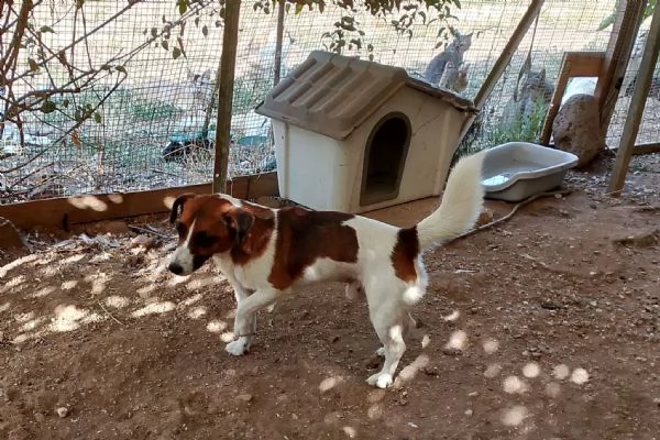 2cagnolini 1anno e 12 tg piccola SOS SARDEGNA | Foto 0