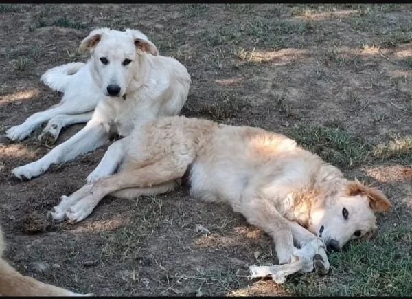 2fratellini 5mesi A FINE MESE ENTRANO IN CANILE TOSCANA