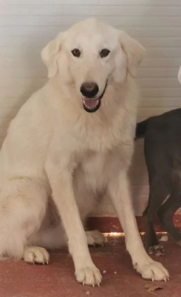 Tony mix Maremmano 3anni da cucciolo in box | Foto 1