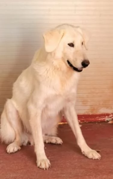 Tony mix Maremmano 3anni da cucciolo in box | Foto 0