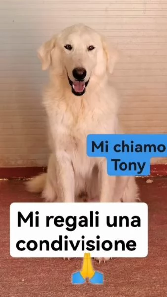 Tony mix Maremmano 3anni da cucciolo in box