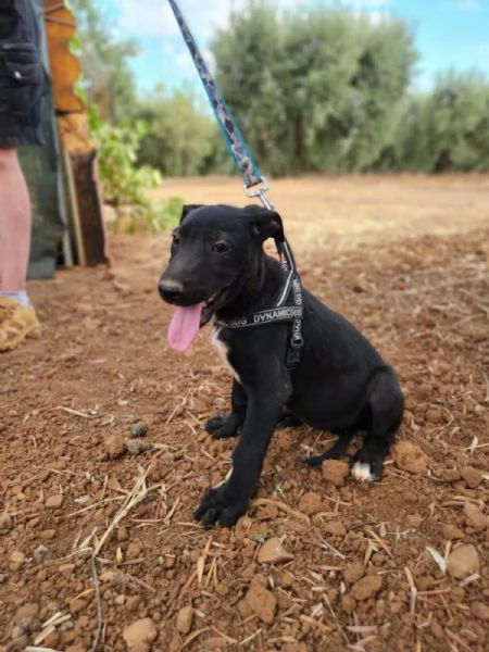 Fiona 3mesi nera nessuno la consideraCOSENZA | Foto 1