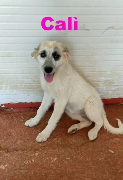 CUCCIOLI 4MESI SENZA RICHIESTE BARI SOS | Foto 3