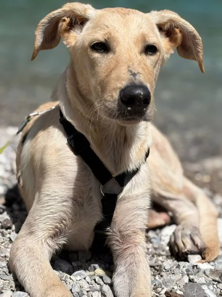 CUCCIOLI 4MESI SENZA RICHIESTE BARI SOS | Foto 2