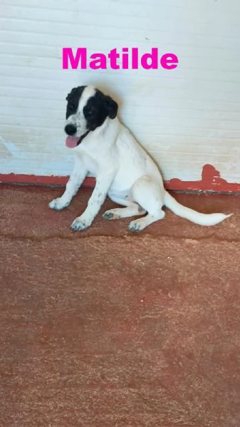 CUCCIOLI 4MESI SENZA RICHIESTE BARI SOS | Foto 1