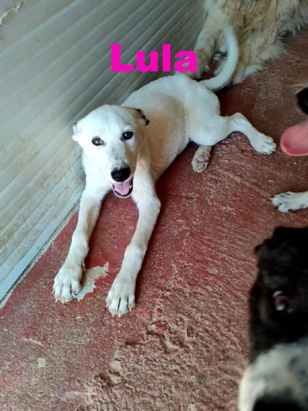 CUCCIOLI 4MESI SENZA RICHIESTE BARI SOS | Foto 0