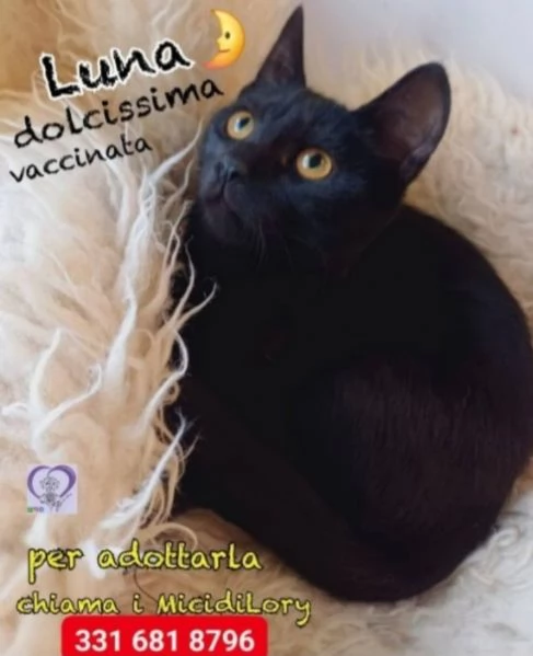 Micina squamina e sorella nera 78mesi ROMA | Foto 0