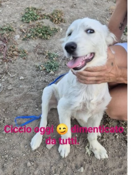 Giovane bianco salvato pelle ed ossa URGENTEEEE | Foto 0