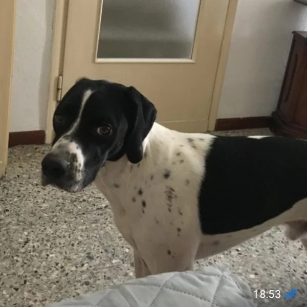 Pointer 2anni PRESTISSIMO IN CANILE Brescia URGENTE 