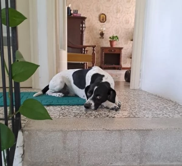 Pointer 2anni PRESTISSIMO IN CANILE Brescia URGENTE  | Foto 1