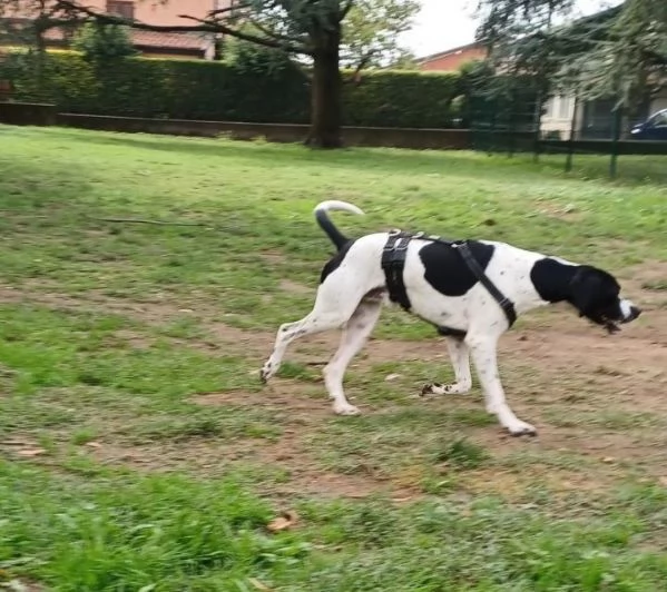 Pointer 2anni PRESTISSIMO IN CANILE Brescia URGENTE  | Foto 0
