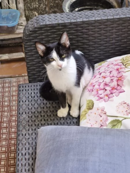 3micine tricolori dai 4 ai 6mesi VOGHERAPV | Foto 2