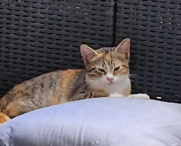 3micine tricolori dai 3 ai 5mesi VOGHERAPV | Foto 1