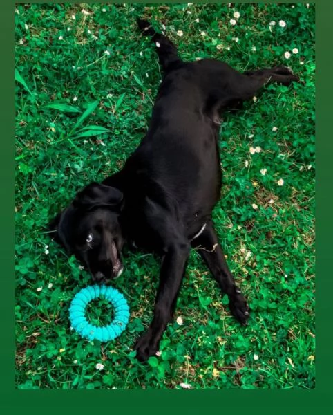 Mix Cocker nero 9anni relegato in balcone BRESCIA SOS