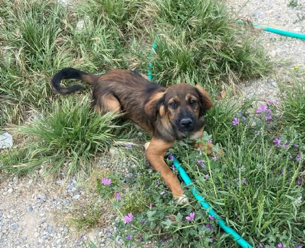Pegaso ed Aron 18mesi mamma Setter INSEPARABILI   | Foto 6