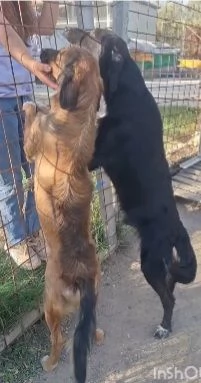 Pegaso ed Aron 18mesi mamma Setter INSEPARABILI   | Foto 5