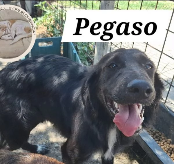 Pegaso 16mesi mamma Setter rimasto solo 