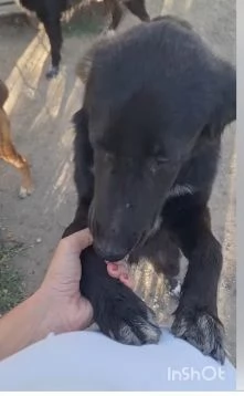 Pegaso ed Aron 18mesi mamma Setter INSEPARABILI   | Foto 3
