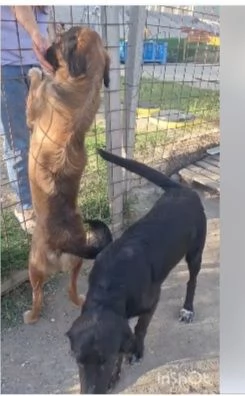 Pegaso ed Aron 18mesi mamma Setter INSEPARABILI   | Foto 1