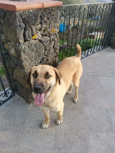 9cuccioli mix pastorini presto pronti da adottare | Foto 5