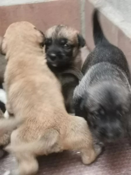 9cuccioli mix pastorini presto pronti da adottare | Foto 4
