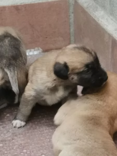 9cuccioli mix pastorini presto pronti da adottare | Foto 3