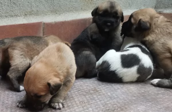 9cuccioli mix pastorini presto pronti da adottare | Foto 2