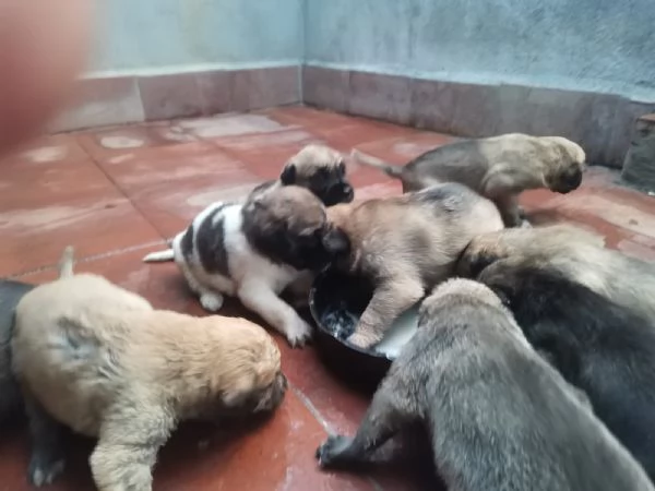 9cuccioli mix pastorini presto pronti da adottare | Foto 1