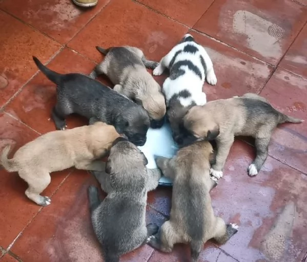 9cuccioli mix pastorini presto pronti da adottare