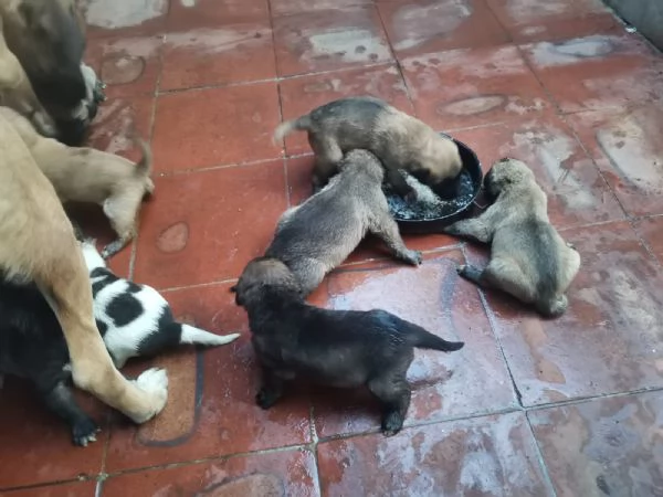9cuccioli mix pastorini presto pronti da adottare | Foto 0